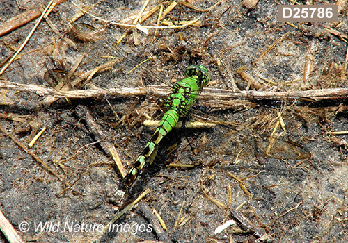 Eastern Pondhawk (Erythemis simplicicollis)